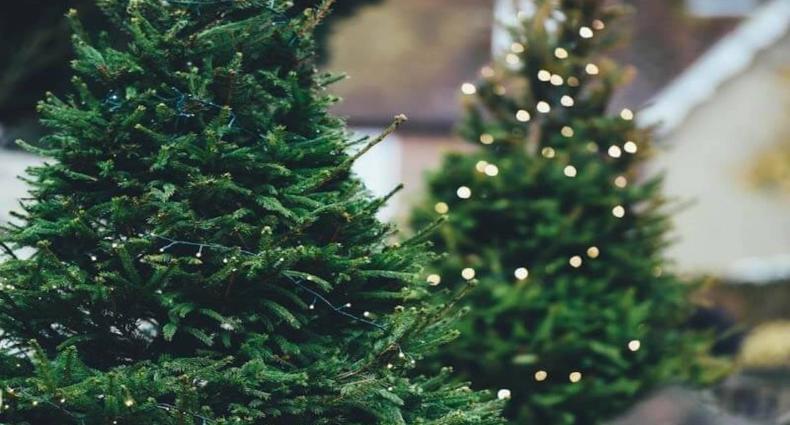 xmas tree