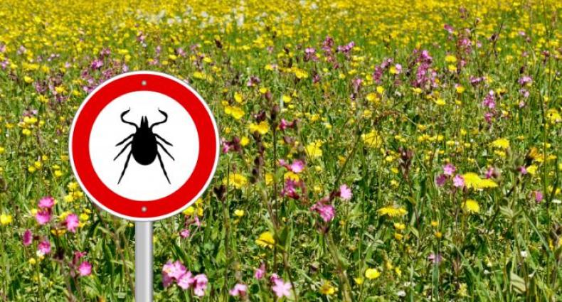 ticks